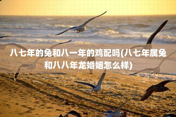 八七年的兔和八一年的鸡配吗(八七年属兔和八八年龙婚姻怎么样)