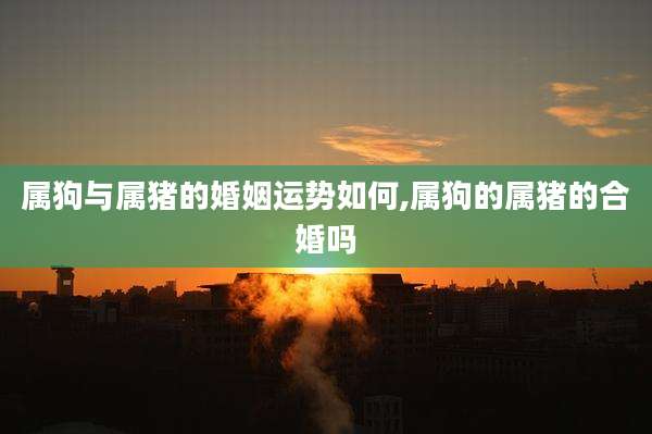 属狗与属猪的婚姻运势如何,属狗的属猪的合婚吗