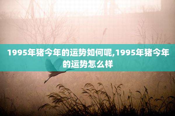 1995年猪今年的运势如何呢,1995年猪今年的运势怎么样