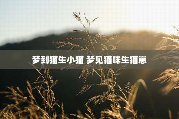 梦到猫生小猫 梦见猫咪生猫崽