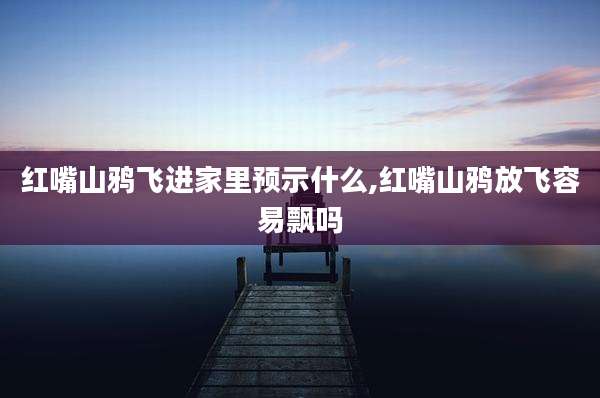 红嘴山鸦飞进家里预示什么,红嘴山鸦放飞容易飘吗