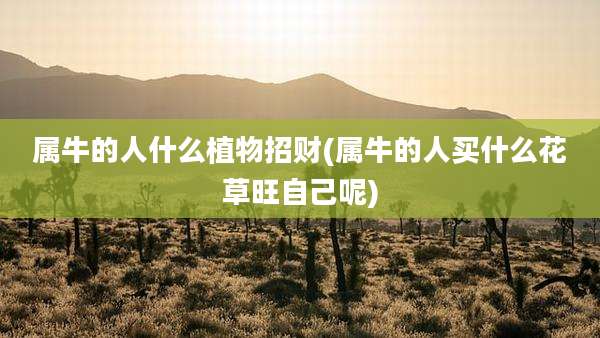 属牛的人什么植物招财(属牛的人买什么花草旺自己呢)