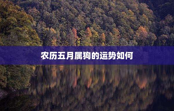 农历五月属狗的运势如何