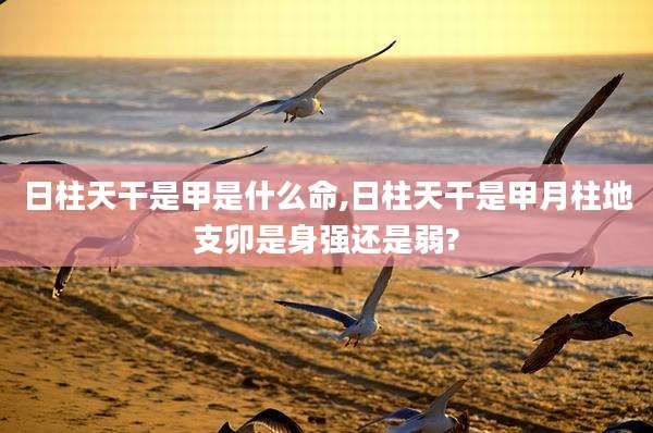 日柱天干是甲是什么命,日柱天干是甲月柱地支卯是身强还是弱?