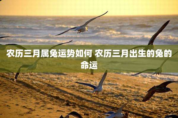 农历三月属兔运势如何 农历三月出生的兔的命运