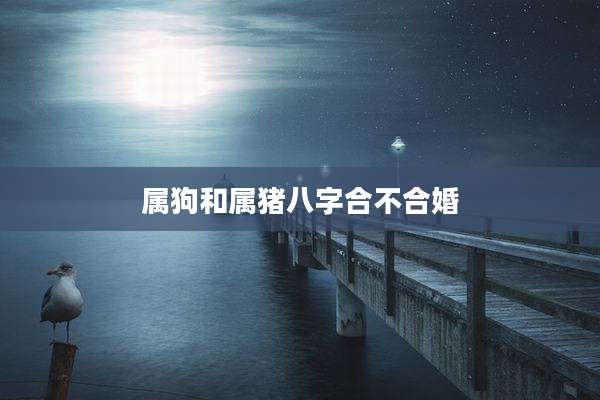 属狗和属猪八字合不合婚