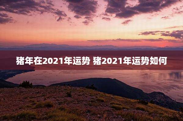 猪年在2021年运势 猪2021年运势如何