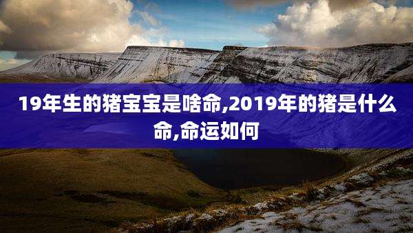 19年生的猪宝宝是啥命,2019年的猪是什么命,命运如何