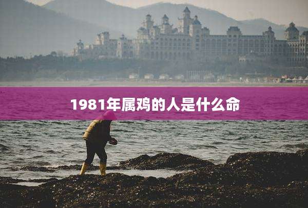 1981年属鸡的人是什么命