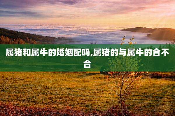 属猪和属牛的婚姻配吗,属猪的与属牛的合不合