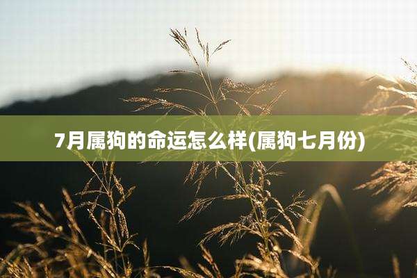 7月属狗的命运怎么样(属狗七月份)