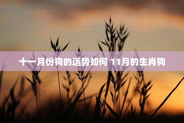 十一月份狗的运势如何 11月的生肖狗