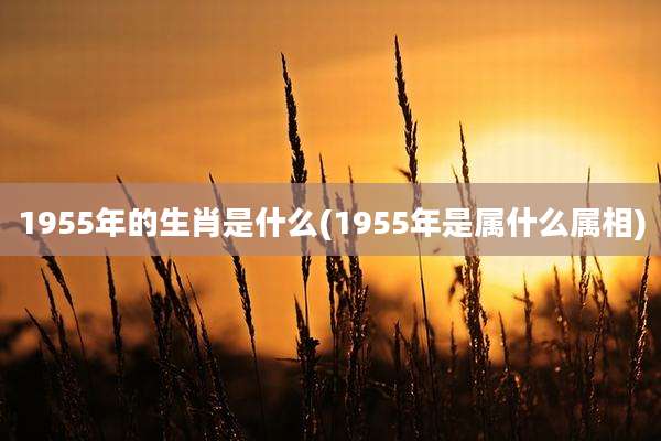1955年的生肖是什么(1955年是属什么属相)