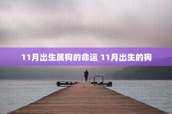11月出生属狗的命运 11月出生的狗
