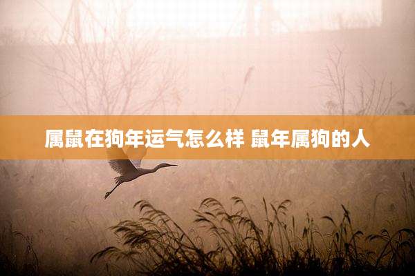 属鼠在狗年运气怎么样 鼠年属狗的人