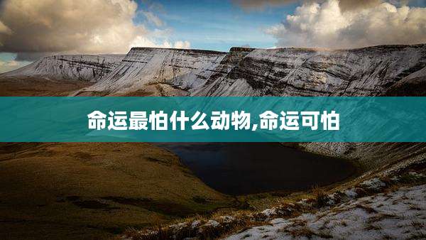 命运最怕什么动物,命运可怕