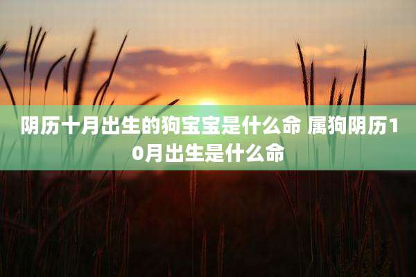 阴历十月出生的狗宝宝是什么命 属狗阴历10月出生是什么命