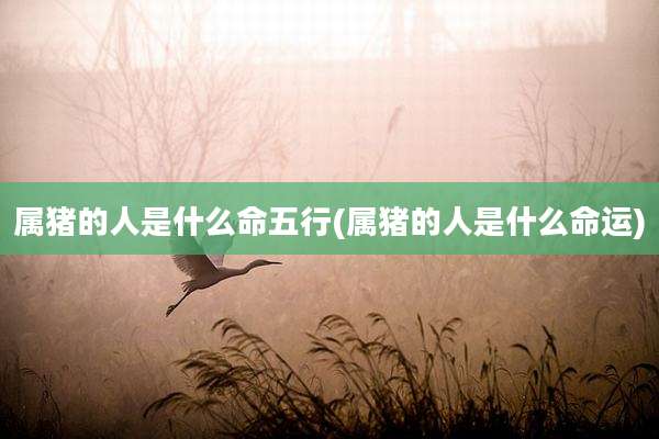 属猪的人是什么命五行(属猪的人是什么命运)