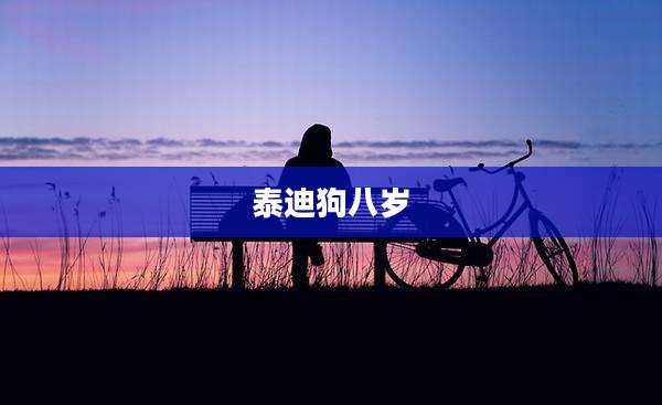 泰迪狗八岁