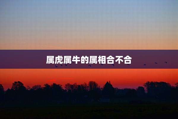 属虎属牛的属相合不合