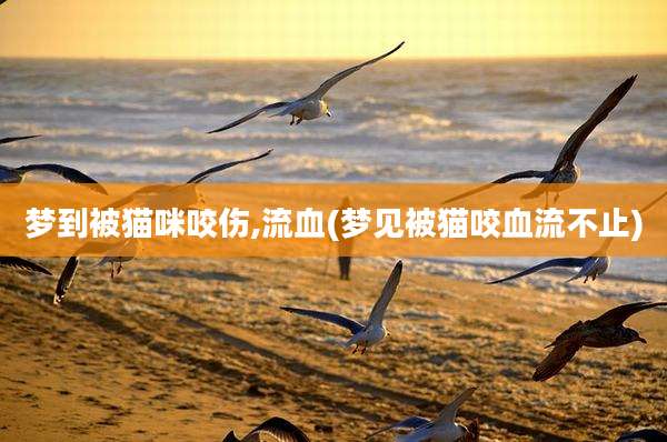 梦到被猫咪咬伤,流血(梦见被猫咬血流不止)