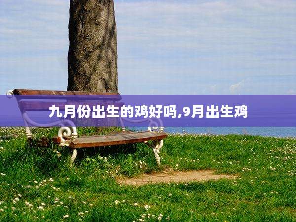 九月份出生的鸡好吗,9月出生鸡