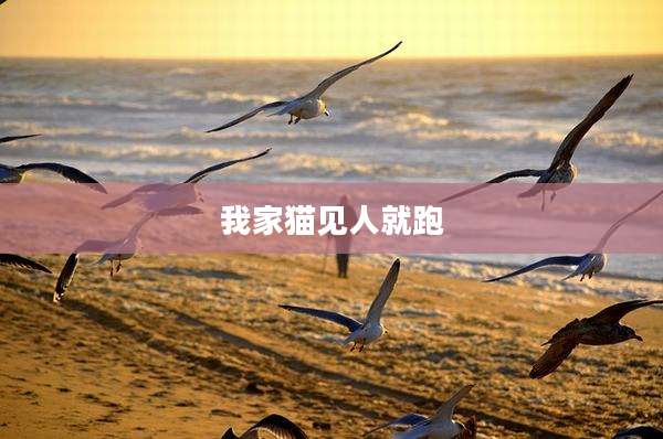 我家猫见人就跑