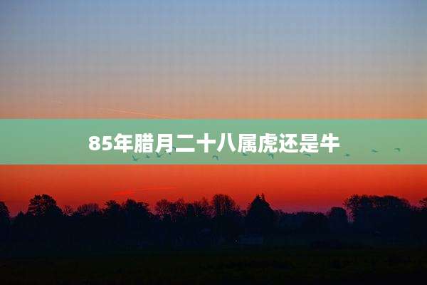 85年腊月二十八属虎还是牛