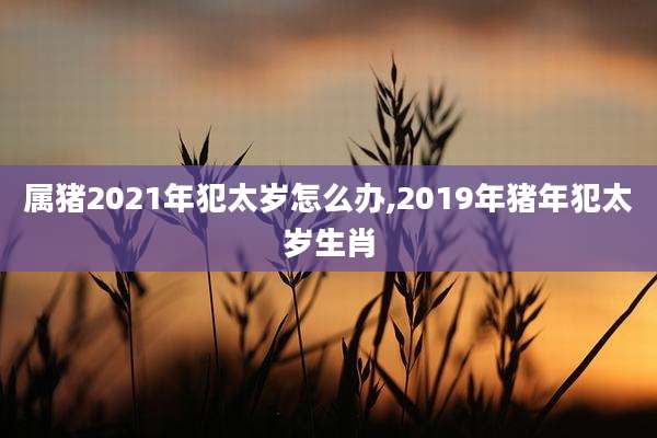 属猪2021年犯太岁怎么办,2019年猪年犯太岁生肖