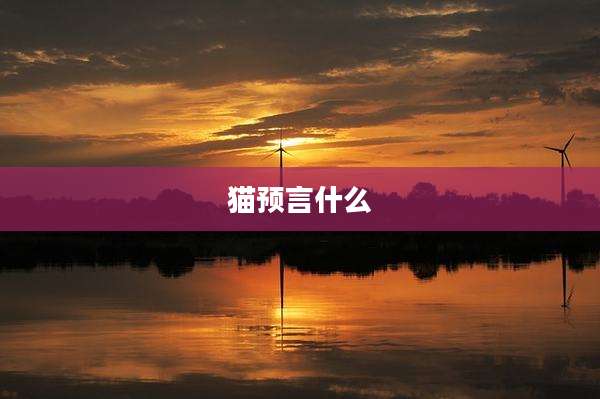 猫预言什么