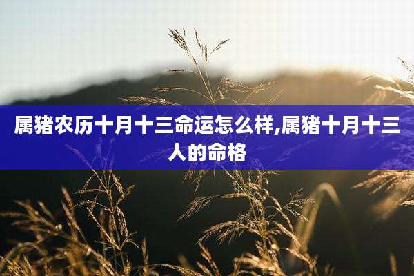 属猪农历十月十三命运怎么样,属猪十月十三人的命格