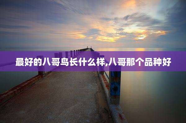 最好的八哥鸟长什么样,八哥那个品种好