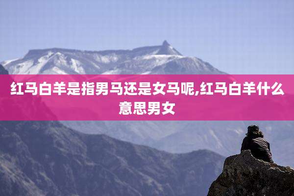 红马白羊是指男马还是女马呢,红马白羊什么意思男女