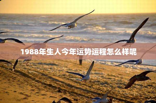 1988年生人今年运势运程怎么样呢