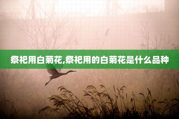 祭祀用白菊花,祭祀用的白菊花是什么品种
