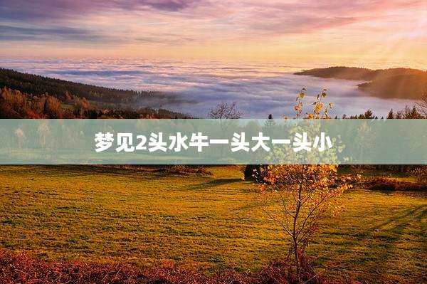 梦见2头水牛一头大一头小