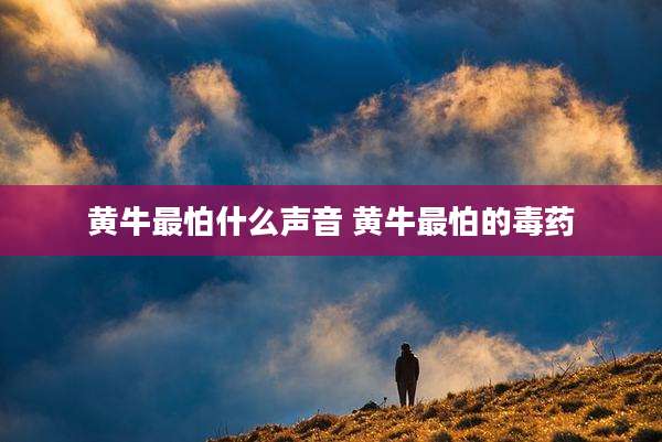 黄牛最怕什么声音 黄牛最怕的毒药