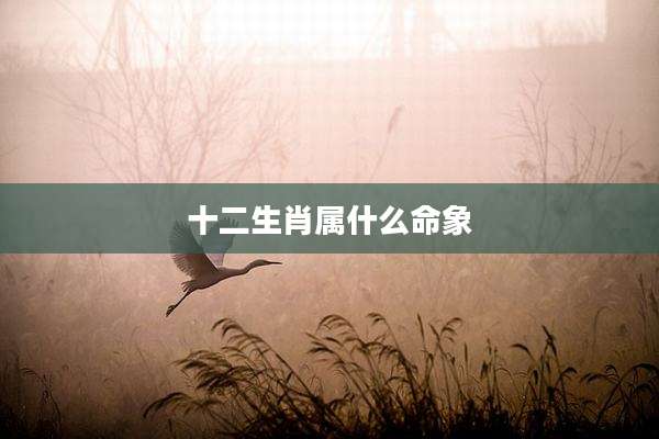 十二生肖属什么命象