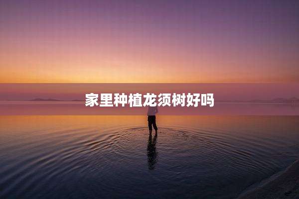 家里种植龙须树好吗