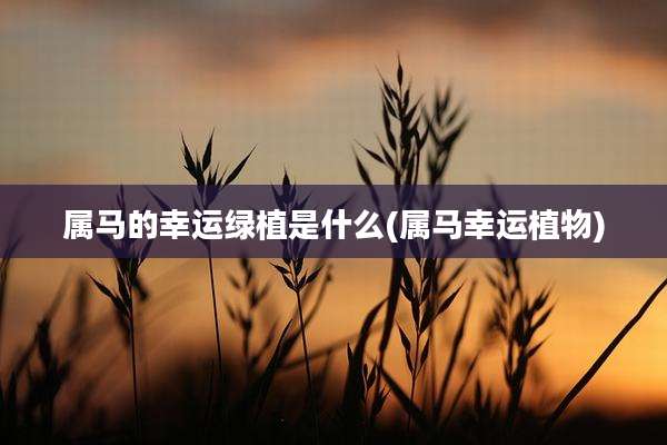属马的幸运绿植是什么(属马幸运植物)