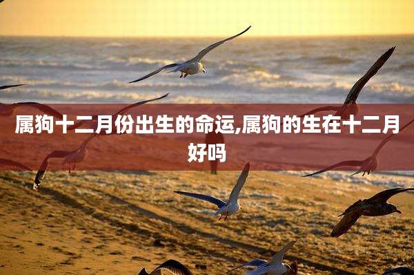 属狗十二月份出生的命运,属狗的生在十二月好吗
