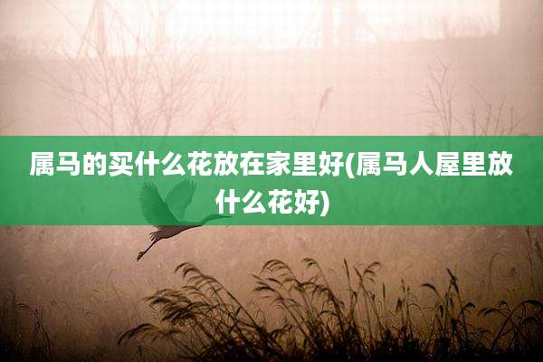 属马的买什么花放在家里好(属马人屋里放什么花好)