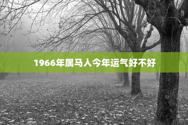 1966年属马人今年运气好不好