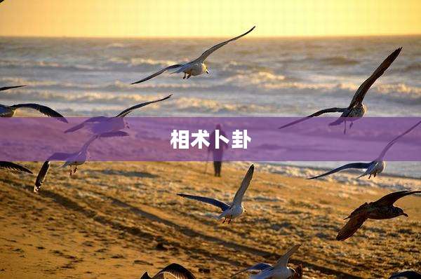 相术卜卦