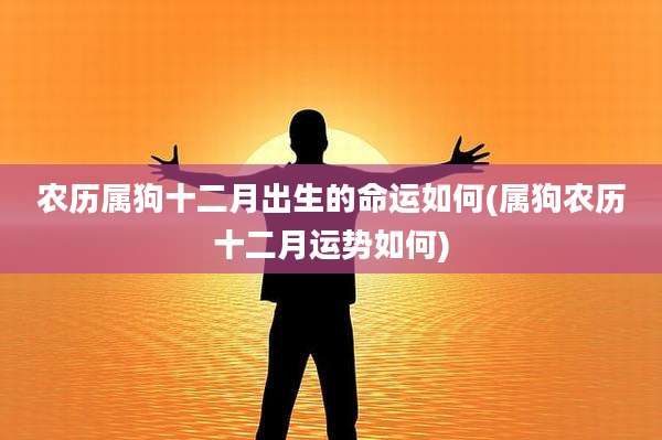农历属狗十二月出生的命运如何(属狗农历十二月运势如何)