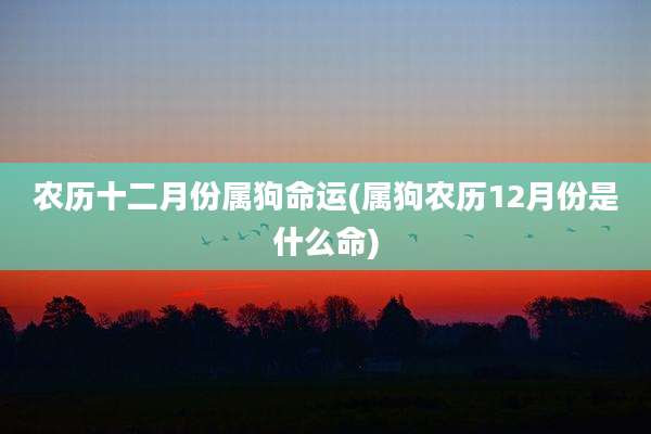 农历十二月份属狗命运(属狗农历12月份是什么命)