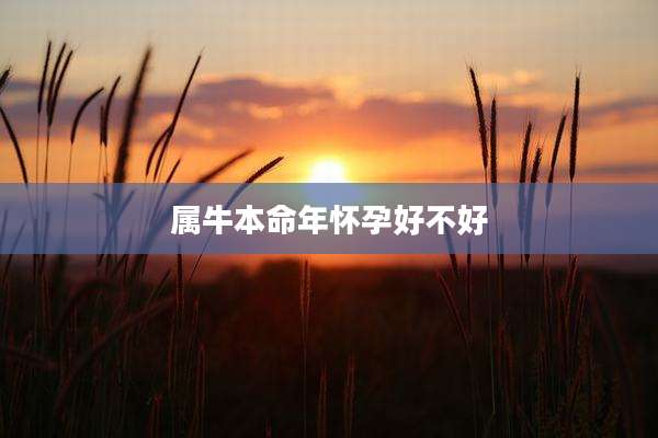 属牛本命年怀孕好不好
