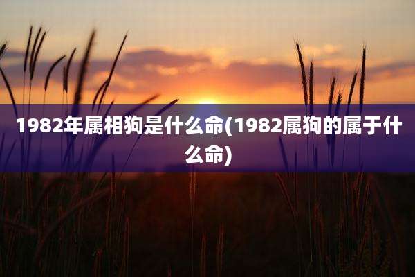 1982年属相狗是什么命(1982属狗的属于什么命)