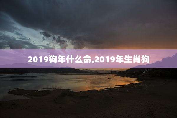 2019狗年什么命,2019年生肖狗