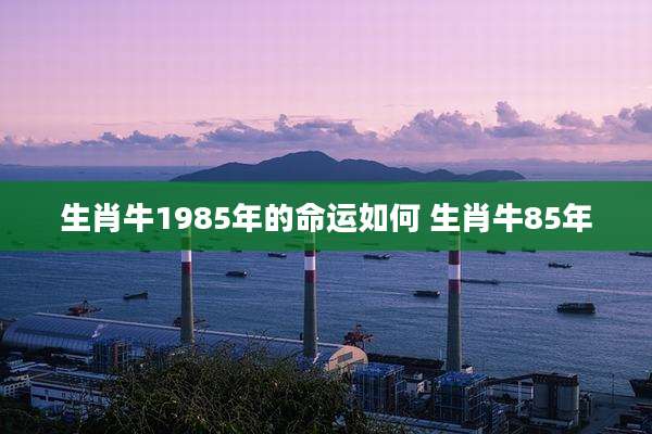 生肖牛1985年的命运如何 生肖牛85年